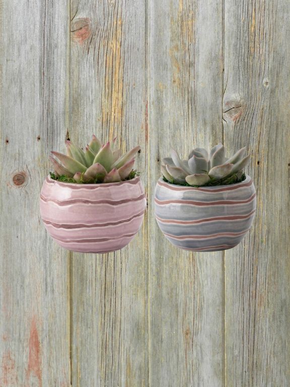 3" RIPPLED WAVE SUCCULENT PLANT COMBO
